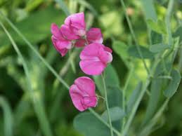 Attēlu rezultāti vaicājumam “Lathyrus tuberosus bud”