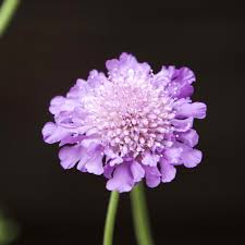 Image result for Scabiosa col.`Butterfly Blue`