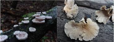 Attēlu rezultāti vaicājumam “Schizophyllum commune”