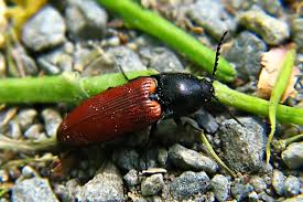 Attēlu rezultāti vaicājumam “Ampedus pomorum”