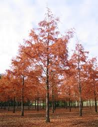 Image result for Mammutbaum