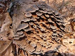 Attēlu rezultāti vaicājumam “Cribraria rubiginosa spores”