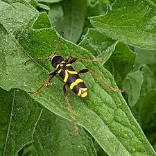 Attēlu rezultāti vaicājumam “Clytus arietis”