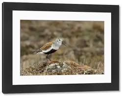 Attēlu rezultāti vaicājumam “Calidris alpina adult”