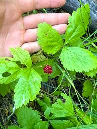 Attēlu rezultāti vaicājumam “Rubus arcticus”