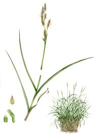 Attēlu rezultāti vaicājumam “Carex paniculata”