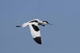 Image result for Recurvirostra avosetta