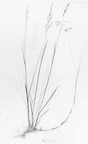 Attēlu rezultāti vaicājumam “Carex chordorhiza”