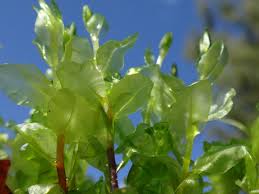 Attēlu rezultāti vaicājumam “Pseudobryum cinclidioides”