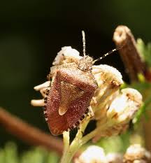 Attēlu rezultāti vaicājumam “Dolycoris baccarum”