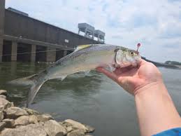 Image result for Alosa chrysochloris