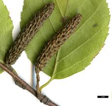 Attēlu rezultāti vaicājumam “Betula humilis fruit”