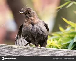 Attēlu rezultāti vaicājumam “Turdus merula female”