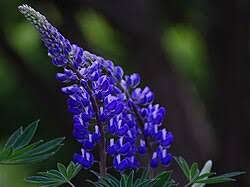 Image result for Lupinus polyphyllus Lindl.