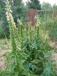 Image result for Digitalis lanata