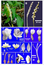 Attēlu rezultāti vaicājumam “Persicaria maculosa”