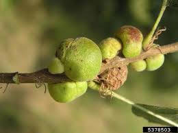 Attēlu rezultāti vaicājumam “Cynipidae”