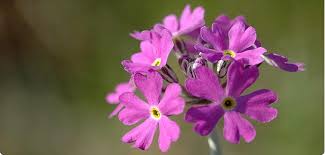 Attēlu rezultāti vaicājumam “Primula farinosa fruit”