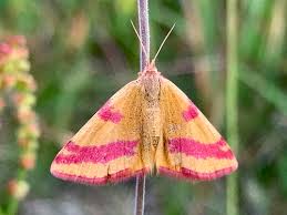 Attēlu rezultāti vaicājumam “Lythria cruentaria”