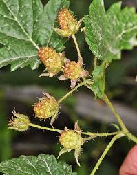 Attēlu rezultāti vaicājumam “Rubus nessensis fruit”
