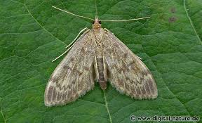 Attēlu rezultāti vaicājumam “Anania lancealis”