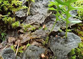 Attēlu rezultāti vaicājumam “Peltigera canina”