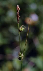 Attēlu rezultāti vaicājumam “Carex globularis”