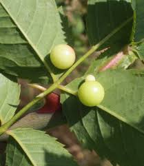 Attēlu rezultāti vaicājumam “Diplolepis eglanteriae”