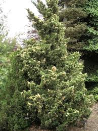 Attēlu rezultāti vaicājumam “Juniperus chinensis”