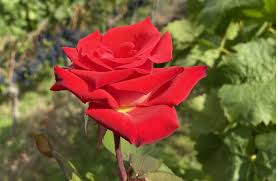 Image result for Rosengewächse