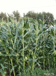 Attēlu rezultāti vaicājumam “Zea mays”