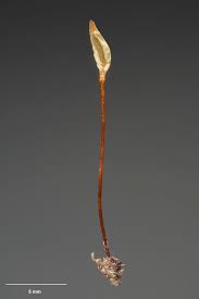 Attēlu rezultāti vaicājumam “Buxbaumia”