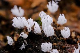 Attēlu rezultāti vaicājumam “Ceratiomyxa fruticulosa sessile”