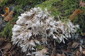 Attēlu rezultāti vaicājumam “Thelephora penicillata”