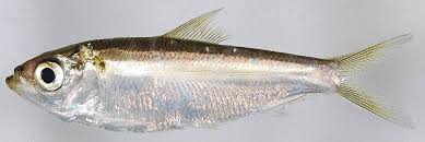 Image result for Alosa pseudoharengus