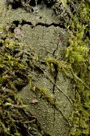 Attēlu rezultāti vaicājumam “Coenogonium pineti”