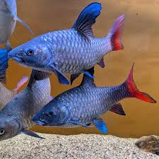 Attēlu rezultāti vaicājumam “Bilimbia tetramera”