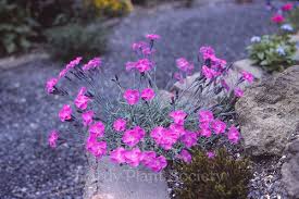 Attēlu rezultāti vaicājumam “Silene x arkwrightii Vesuvius”