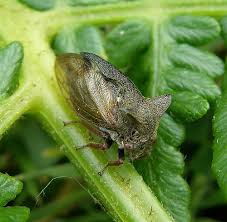 Attēlu rezultāti vaicājumam “Centrotus cornutus”