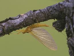 Attēlu rezultāti vaicājumam “Heptagenia sulphurea”