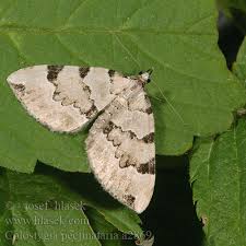 Attēlu rezultāti vaicājumam “Colostygia pectinataria”