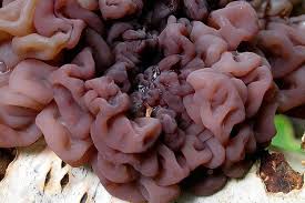 Attēlu rezultāti vaicājumam “Ascotremella faginea”