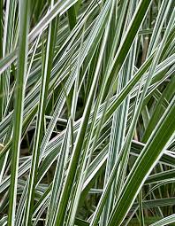 Attēlu rezultāti vaicājumam “Calamagrostis arundinacea”