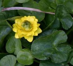 Attēlu rezultāti vaicājumam “Ficaria verna flower”