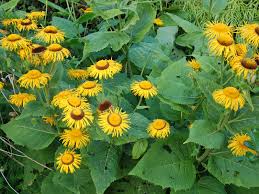 Image result for Telekia speciosa