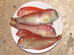 Image result for Xyrichtys novacula