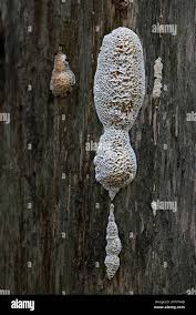 Attēlu rezultāti vaicājumam “Pycnoporellus alboluteus”