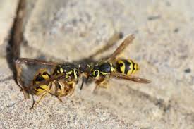 Attēlu rezultāti vaicājumam “Parasemia plantaginis female”