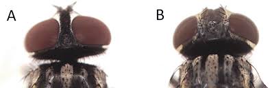 Attēlu rezultāti vaicājumam “Musca domestica”