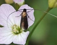 Attēlu rezultāti vaicājumam “Cauchas rufimitrella”